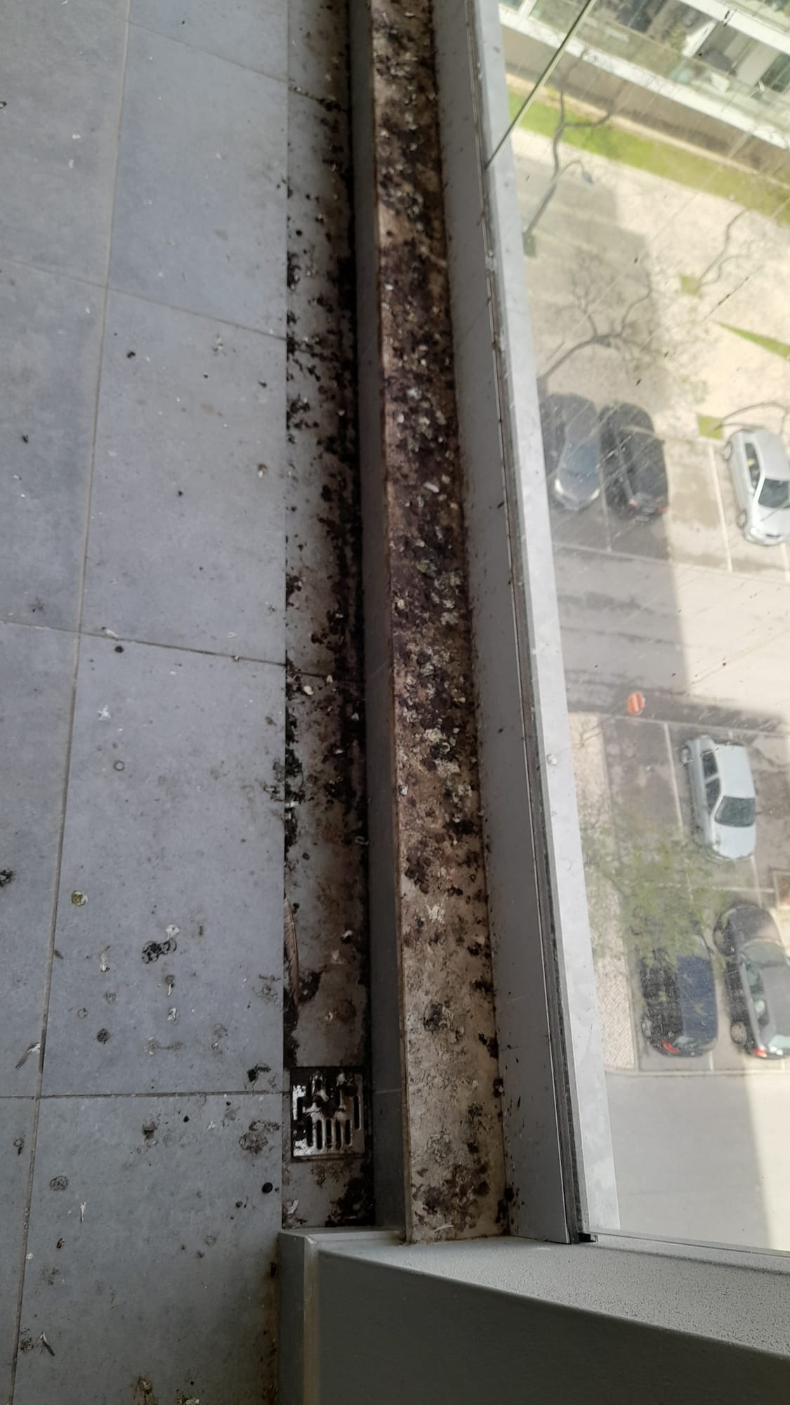 Canto D´Andorinha Unipessoal Lda - Faro - Plantação de Árvores
