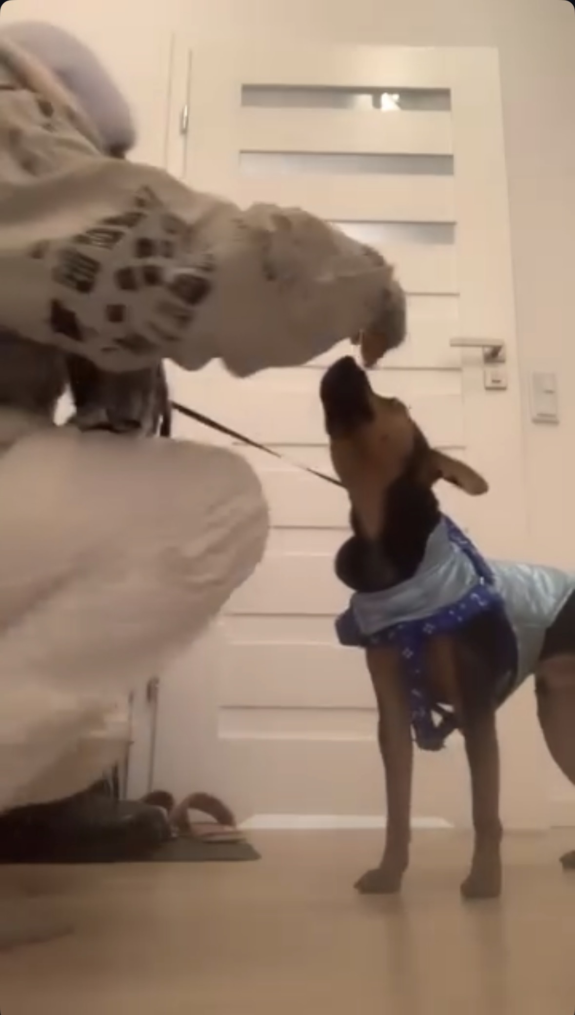 Angelina - Porto - Garde de chiens