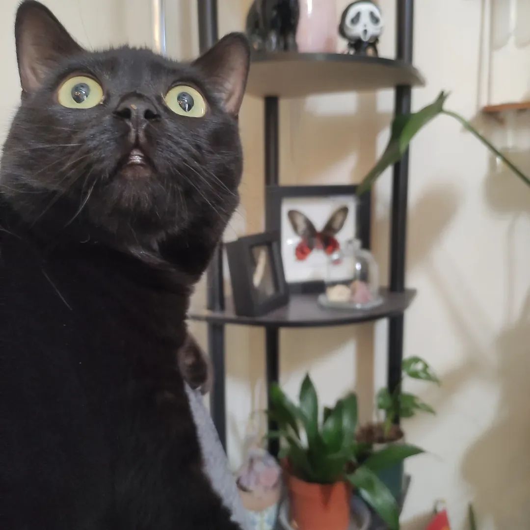 Sara - Almada - Cat Sitting