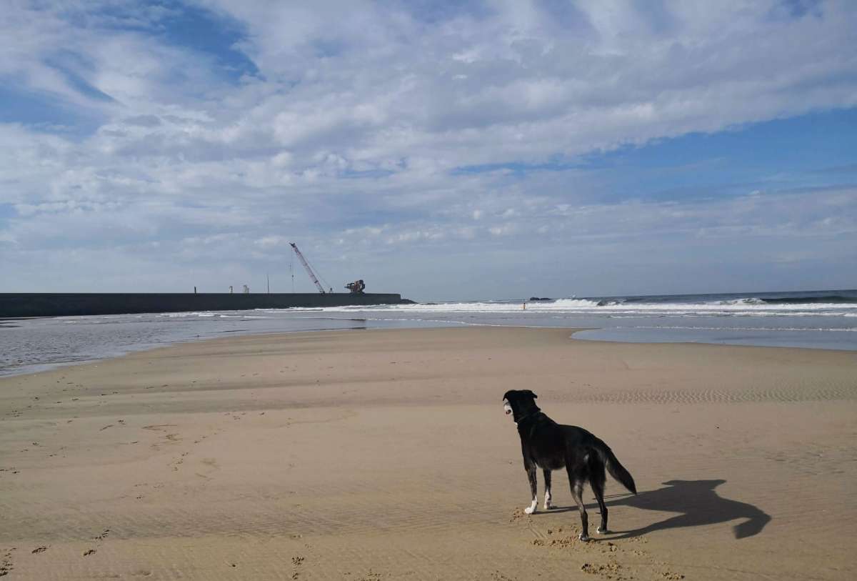 Filipa Mourão - Porto - Baths and Grooming for Animals