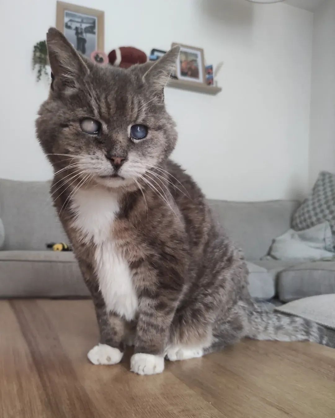 Sara - Almada - Pet Sitting e Pet Walking