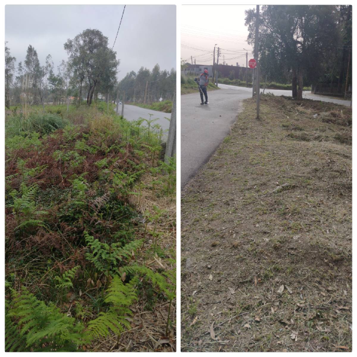 Ever Green - Espinho - Multi Service Lawn Care