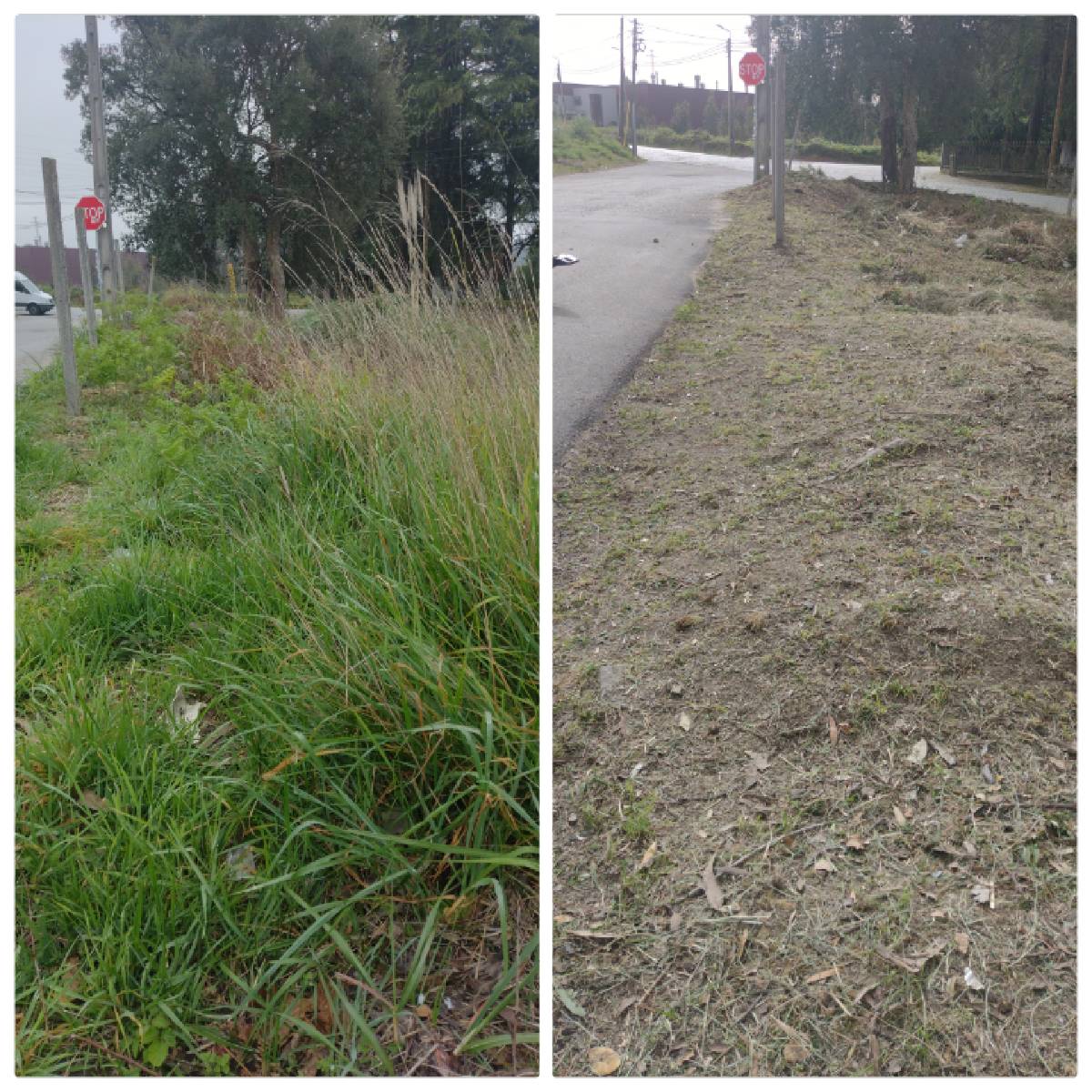 Ever Green - Espinho - Tree Stump Grinding and Removal