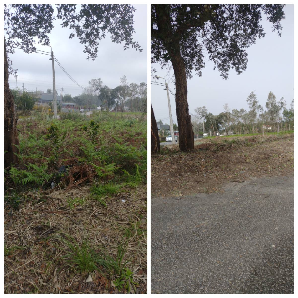 Ever Green - Espinho - Shrub Removal