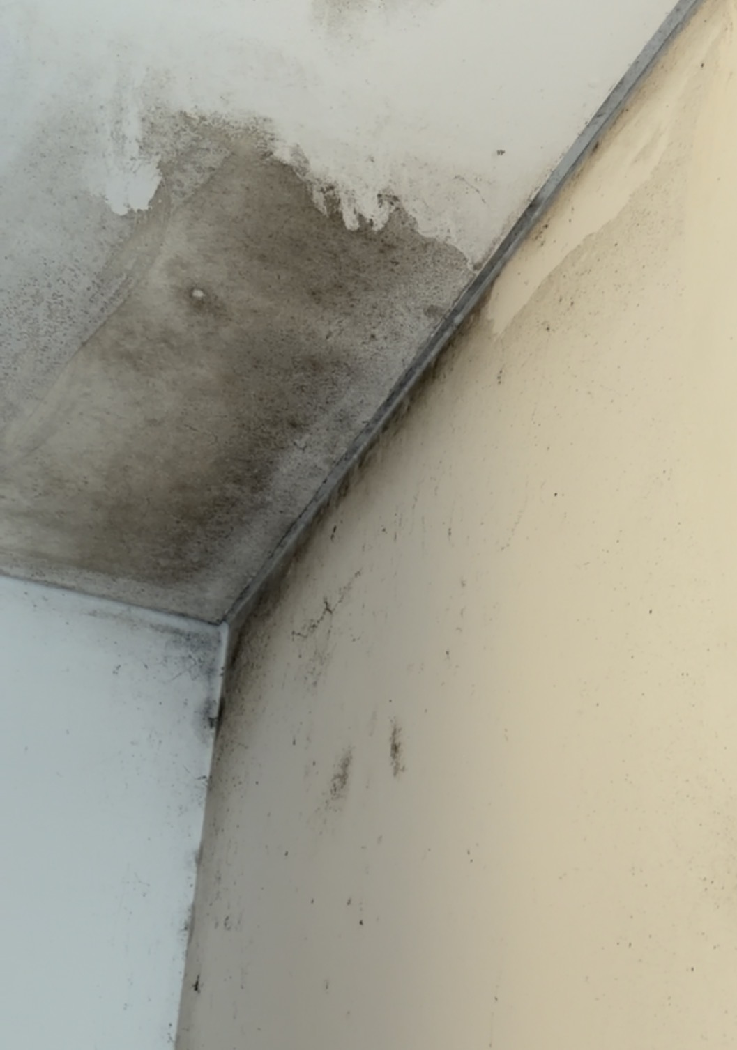 Total clean - Sintra - Limpeza de Propriedade