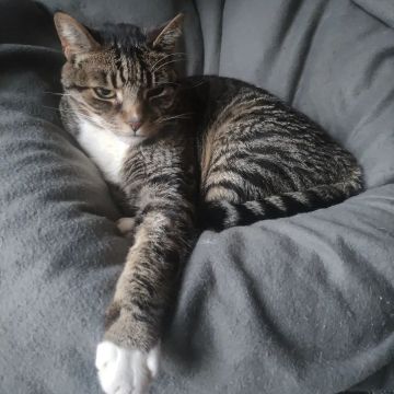 Sara - Almada - Pet Sitting e Pet Walking