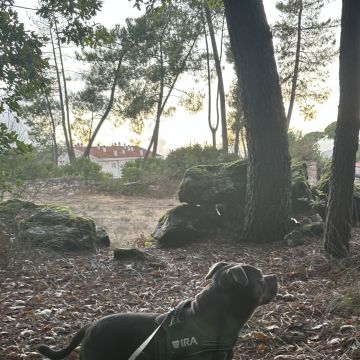 Margarida Seabra - Viseu - Dog Walking