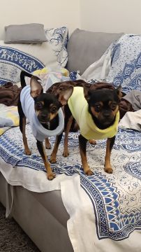 Hotel para Cães