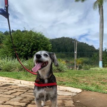 Melissa Siciliano Leme - Porto - Dog Walking