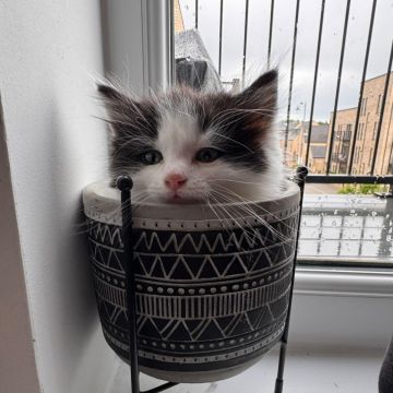Sara - Almada - Cat Sitting