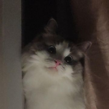 Sara - Almada - Pet Sitting e Pet Walking