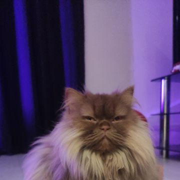Sara - Almada - Cat Sitting