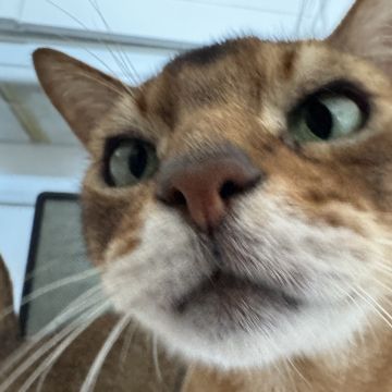 Angelina - Porto - Garde de chat