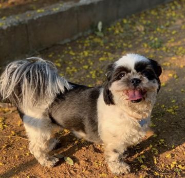 Isa & Pets - Cascais - Dog Walking