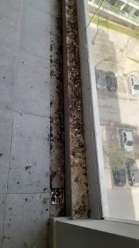 Canto D´Andorinha Unipessoal Lda - Faro - Plantação de Árvores