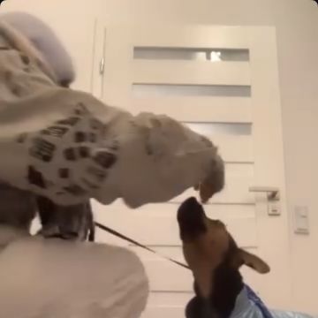 Angelina - Porto - Garde de chiens
