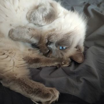 Sara - Almada - Cat Sitting