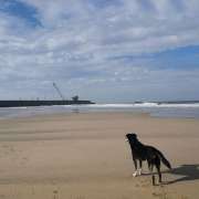 Filipa Mourão - Porto - Baths and Grooming for Animals