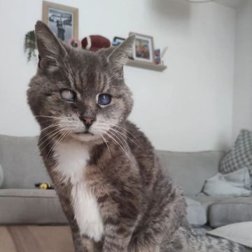 Sara - Almada - Pet Sitting e Pet Walking