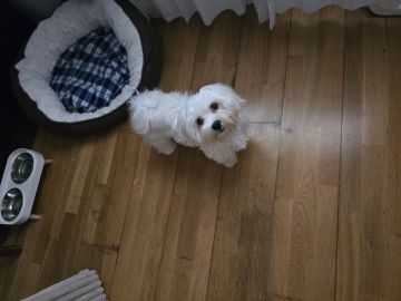Hotel para Cães