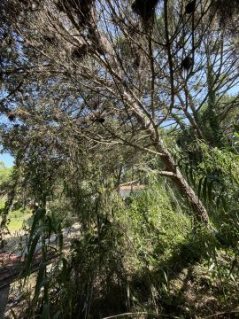 Tree Trimming and Maintenance