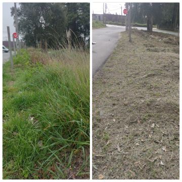 Ever Green - Espinho - Tree Stump Grinding and Removal