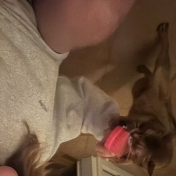 Angelina - Porto - Garde de chiens