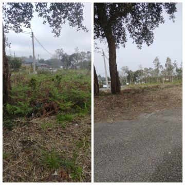 Ever Green - Espinho - Shrub Removal