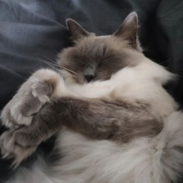 Sara - Almada - Pet Sitting