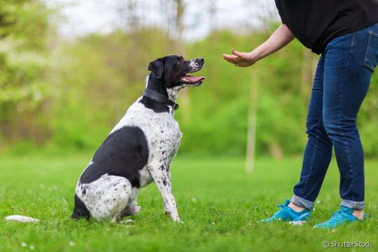René Bumbila - Vila Nova de Gaia - Hundetraining