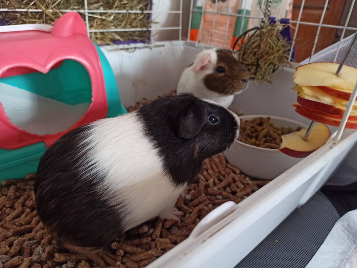 Cuidador de mascotas