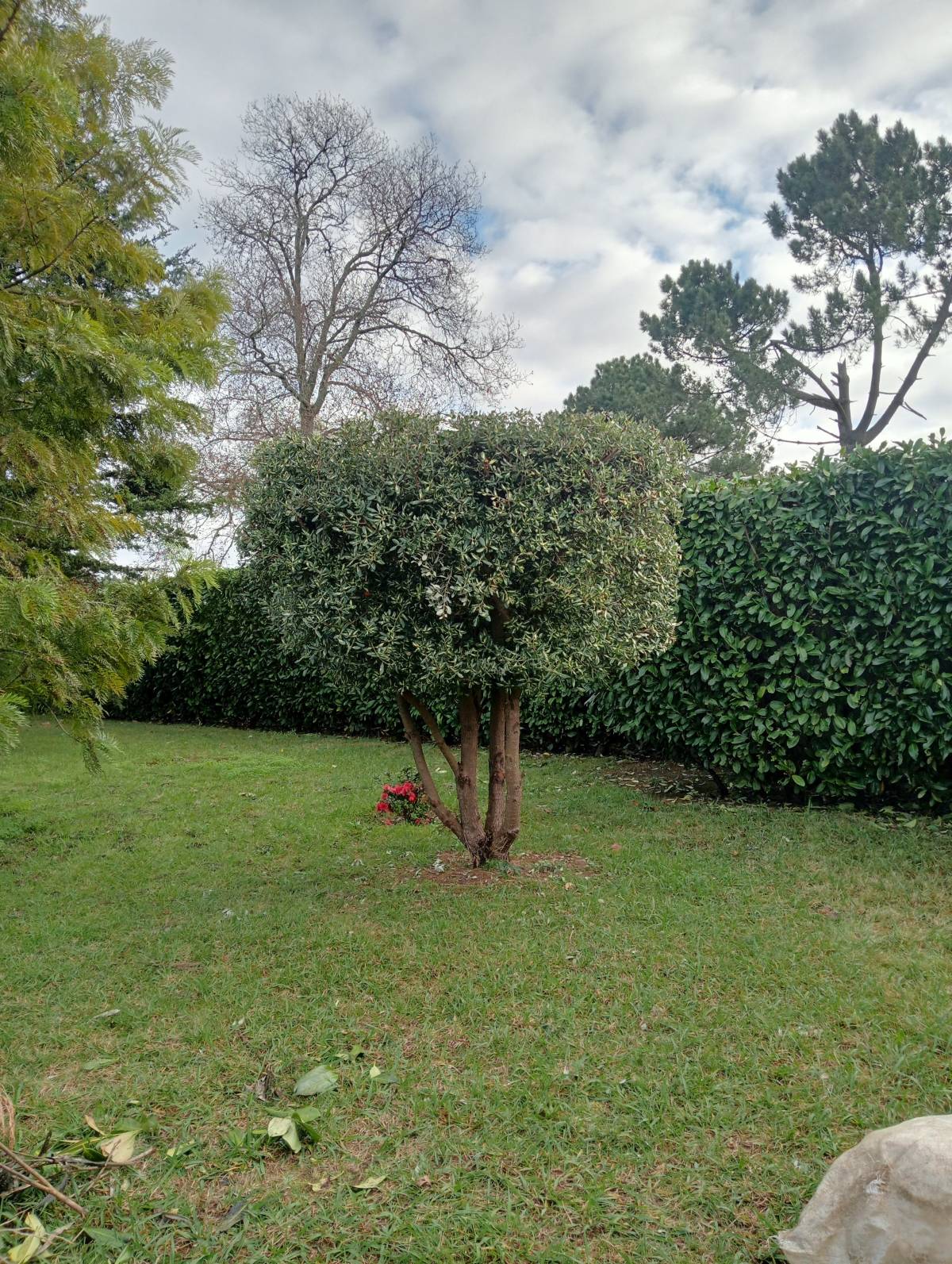 Fábio Teixeira - Vila Nova de Gaia - Corte e Aparação de Relvado