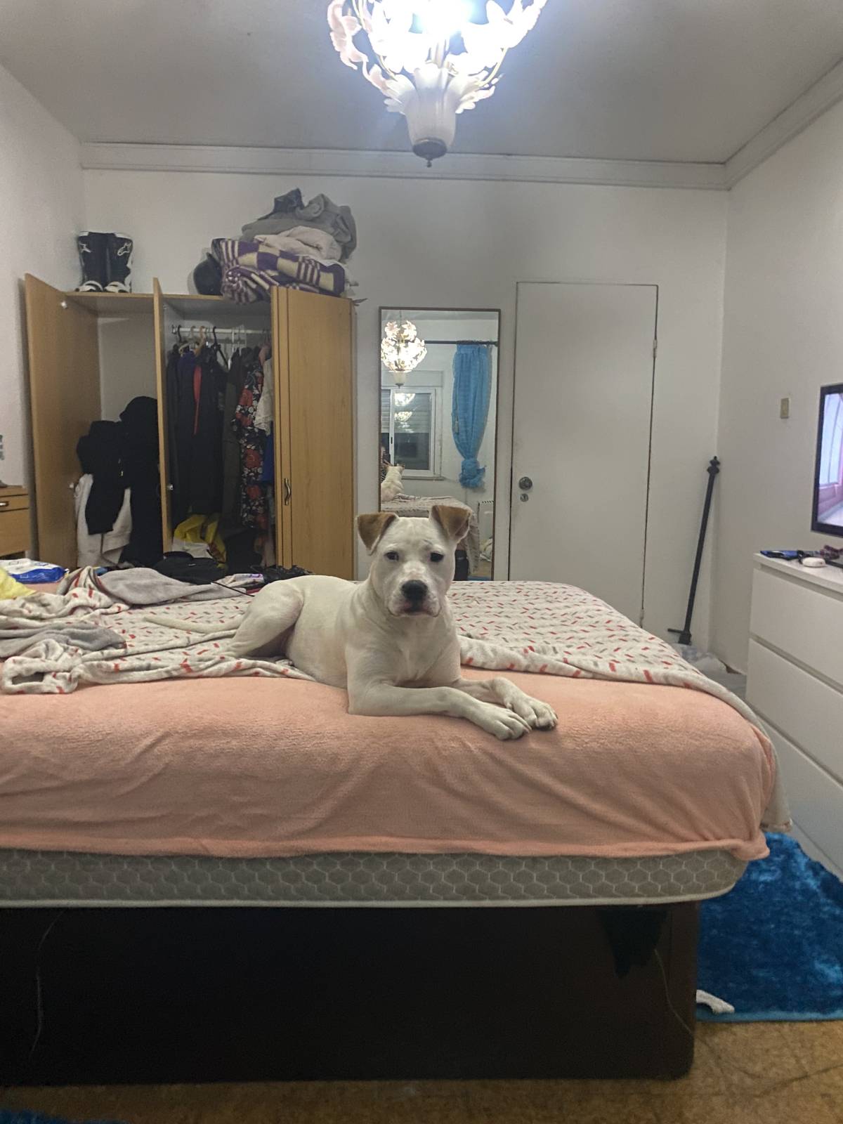 Rita Cardina - Batalha - Pet Sitting