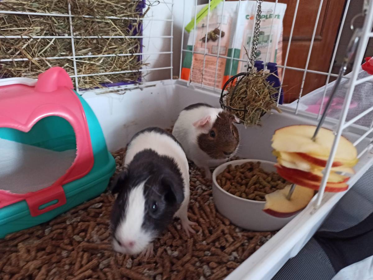 Cuidados y paseos de mascotas