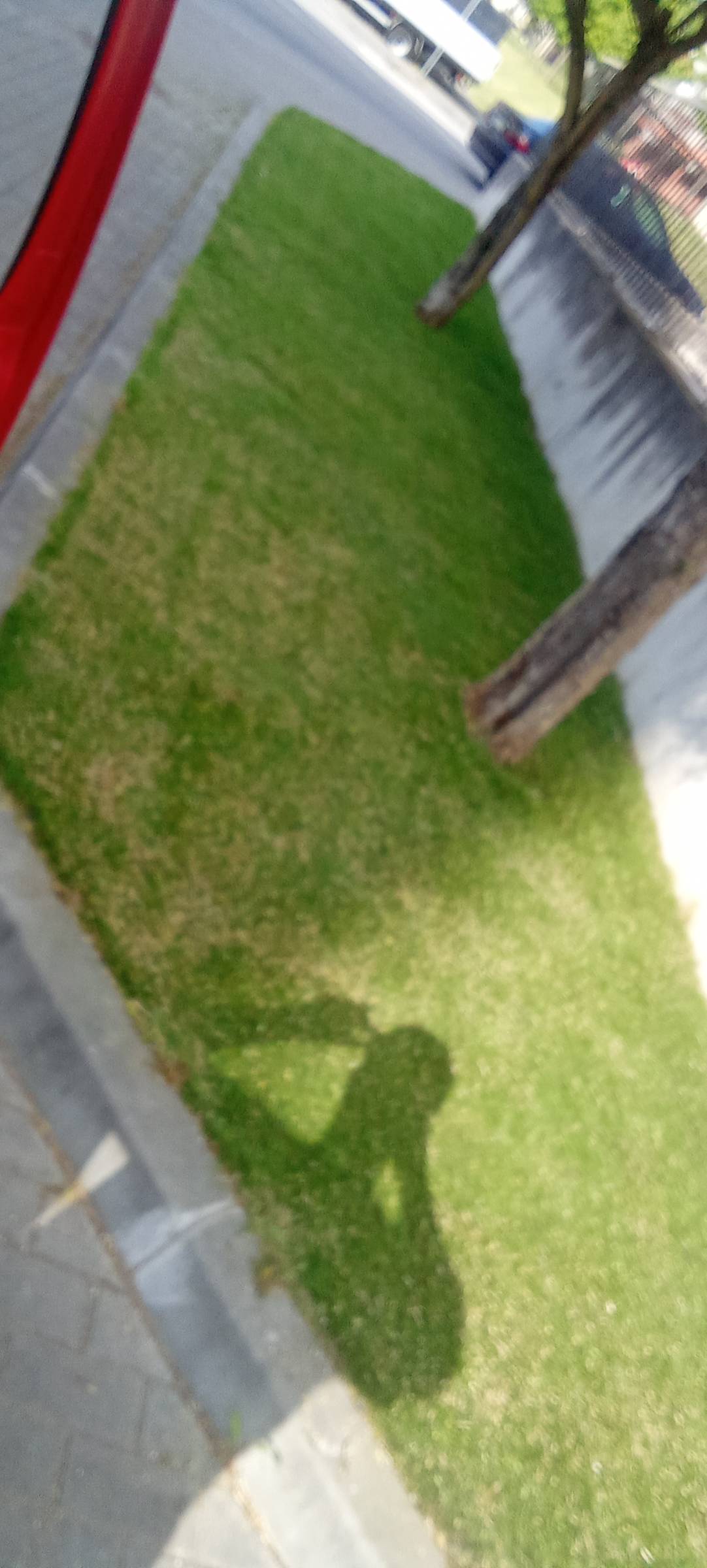 Silva - Maia - Tree Trimming and Maintenance