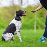 René Bumbila - Vila Nova de Gaia - Hundetraining