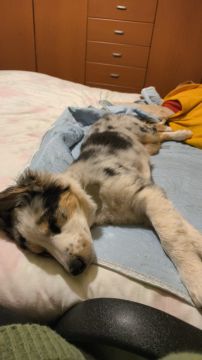 Hotel para Cães