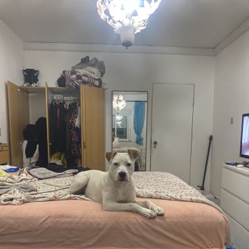 Rita Cardina - Batalha - Pet Sitting