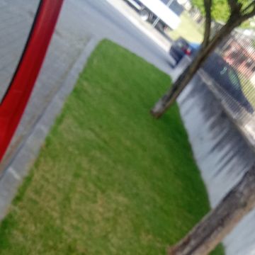 Silva - Maia - Tree Trimming and Maintenance