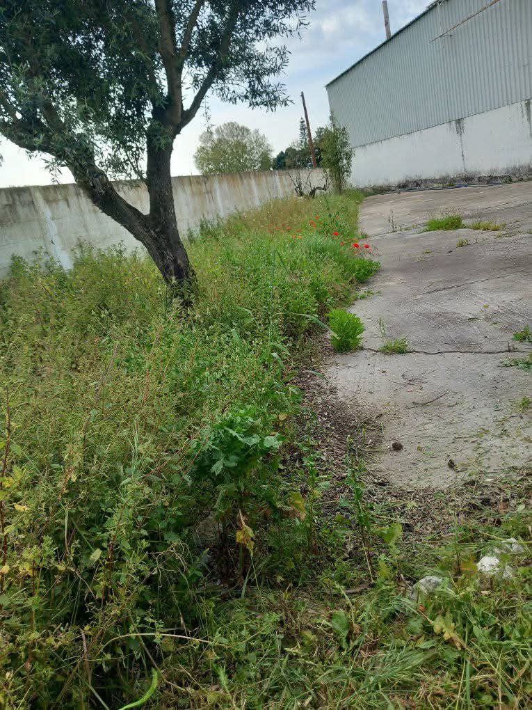 Margardens - Montijo - Tore