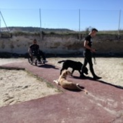 Happy Dogs Happier Families - Vila Nova de Gaia - Treino de Animais