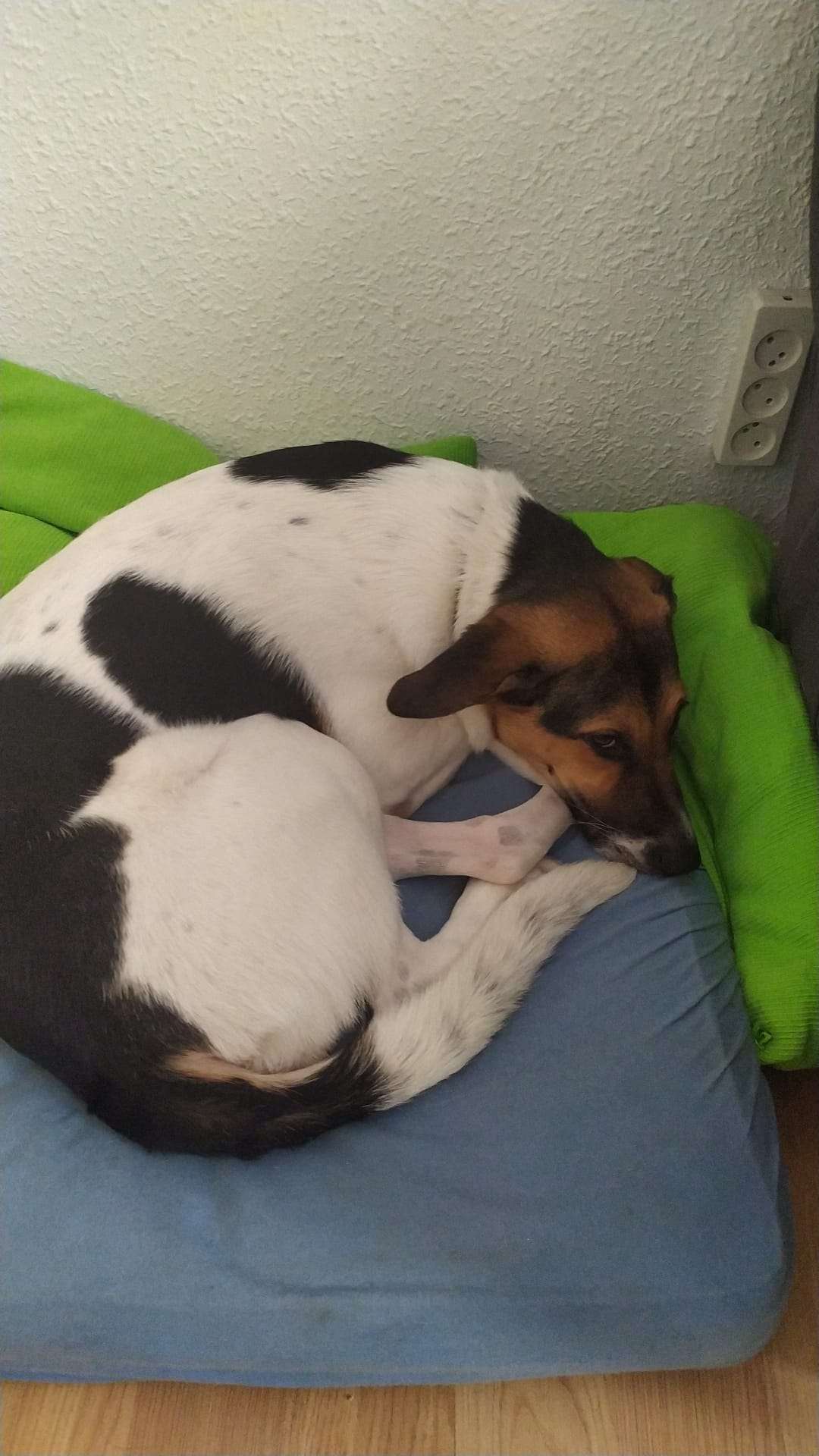 Juan Rodríguez (Juanperro) - Albufeira - Hundesitter