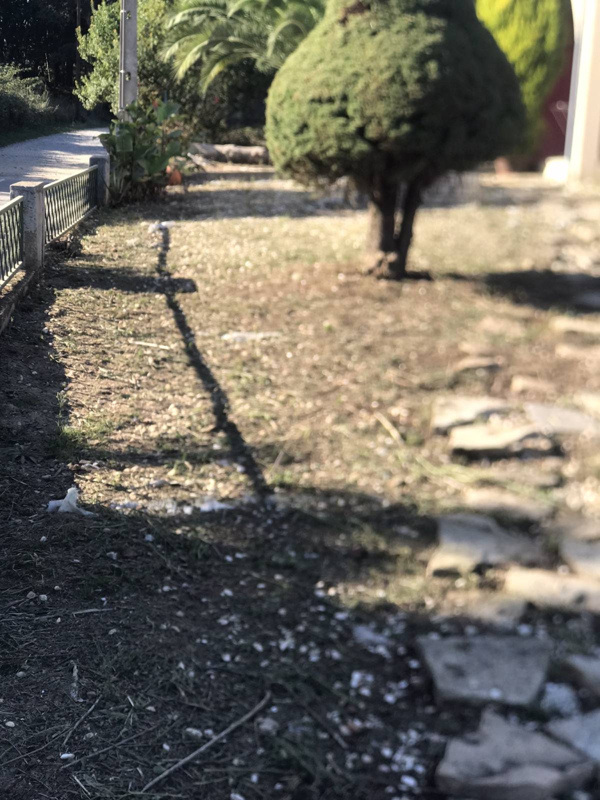 Irmãos Cândido - Viseu - Shrub Removal