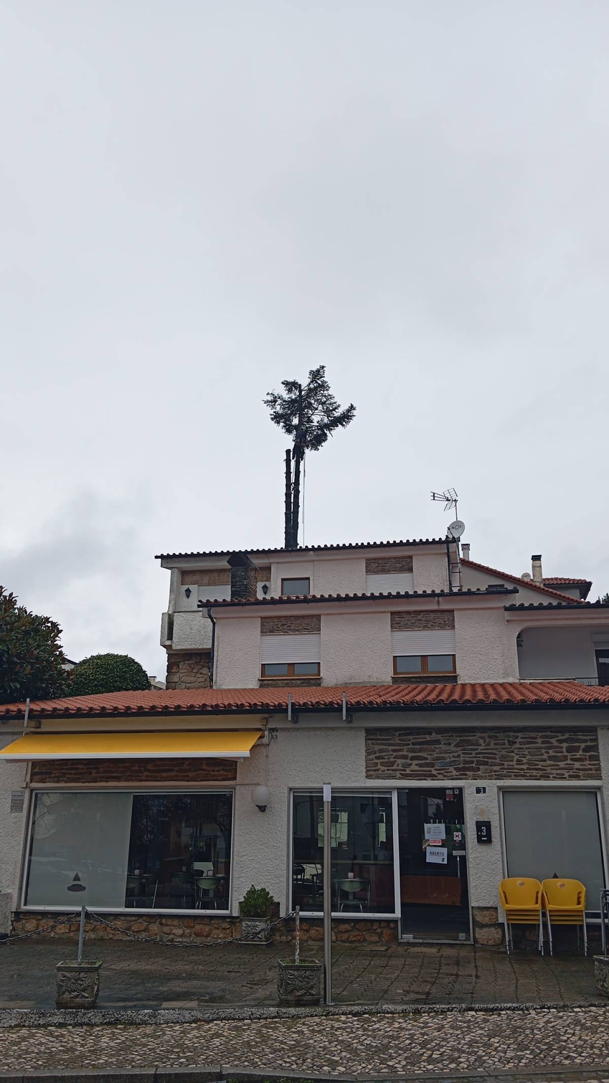 Poda y mantenimiento de árboles