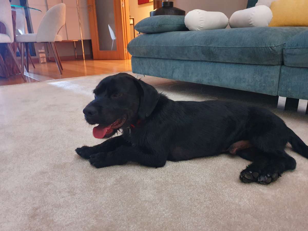 Juan Rodríguez (Juanperro) - Albufeira - Hundetagesstätte (Hundesitter)