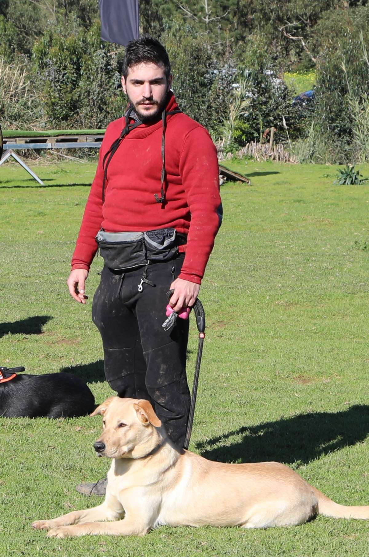 André Bento - Amadora - Dog Walking