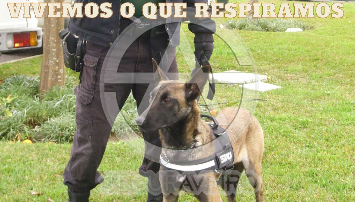josecunha.pt - Ílhavo - Servicios de guardias de seguridad