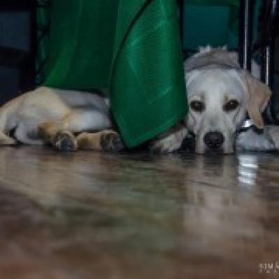 Happy Dogs Happier Families - Vila Nova de Gaia - Modificação de Comportamento Animal