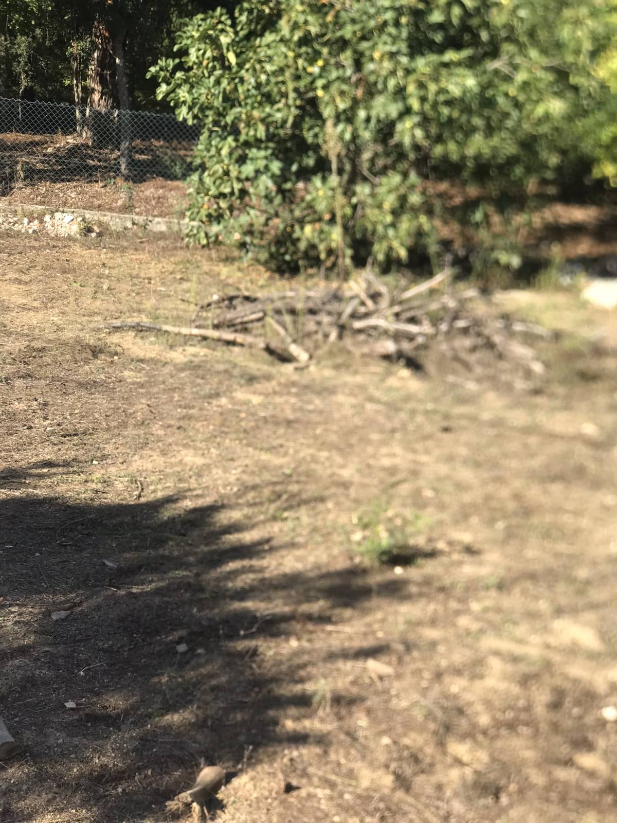 Irmãos Cândido - Viseu - Remoção de Tronco de Árvore