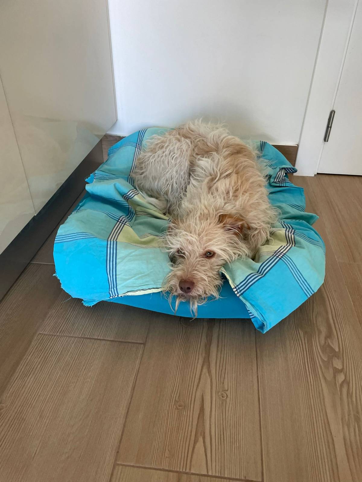 Ana Miguel - Peniche - Pet Sitting
